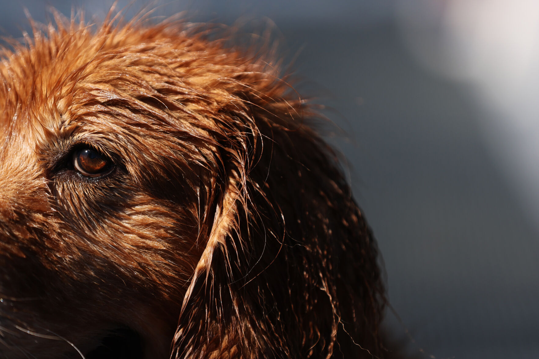 091320-news-dogsplash 25.jpg
